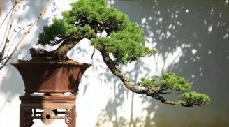 Người xưa dạy: 'Nghèo trồng cỏ, giàu trồng cây', 5 loại cây cảnh giúp chủ nhà giàu có từ đời này sang đời khác