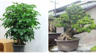 Cổ nhân nói 'Nghèo trồng cỏ, giàu trồng cây': 6 cây cảnh phòng khách chiêu tài, vượng lộc nhà nào cũng nên trồng