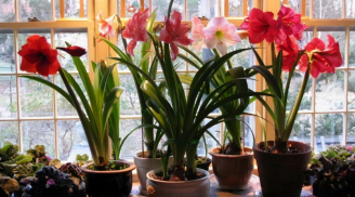 4 cây cảnh có sức sống mãnh liệt, trồng 1 cây giúp phúc lộc từ đời này truyền sang đời khác