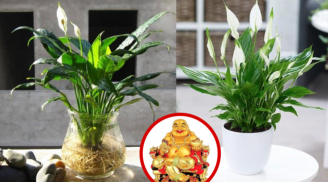 Đặt cây ở 5 vị trí này chả mấy mà trổ lộc trắng muốt, nhà nghèo phải có một cây để gọi thần Tài