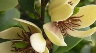 Đứa trẻ sinh vào khung giờ này có chỉ số thông minh vượt trội, tương lai giỏi giang xuất chúng