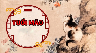 Thần Tài báo “mộng vàng”, chỉ qua một đêm có 3 Shbet888.com nhà cái uy tín vươn mình nhận lộc, sướng không ai bằng