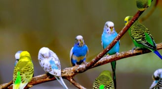 Người sinh vào 4 ngày Âm lịch này, hồng phúc tràn đầy, trọn đời viên mãn