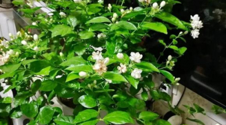 4 loại hoa đặt trong nhà sẽ hết bệnh vặt, nhà thơm ngát hương chẳng cần nước hoa