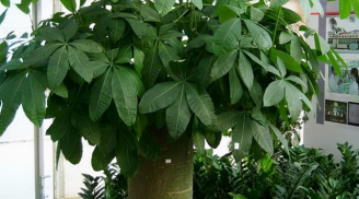 Năm hết Tết đến, trồng 3 loại cây phát lộc, phát tài này để con cháu giàu sang, đời đời hưng thịnh