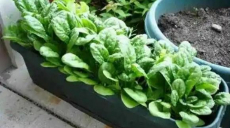 Trồng 4 loại rau trên ban công, nửa tháng là rau lớn đầy chậu, cả nhà ăn không hết
