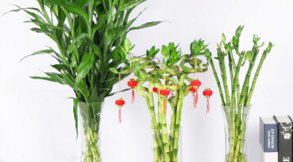 5 cây cảnh 'như ý, cát tường', đặt trong nhà thì tài lộc chạm đỉnh, nhà giàu đua nhau trồng