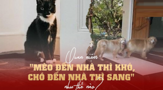 Người xưa dặn: Mèo đến nhà thì khó, chó đến nhà thì sang, thấy thì đừng đuổi đi, mất lộc