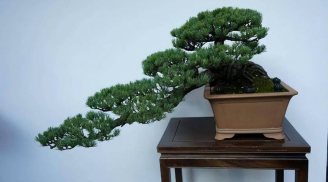 Các cụ dặn: 'Trồng 3 cây cảnh, phú quý truyền 3 đời', đặt trong sân đón điềm lành, chiêu vận may