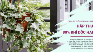 4 loại cây hút hết khí độc, lọc sạch không khí, nhà nào cũng nên có