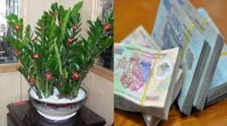 Đừng chỉ đặt hoa cúc, hoa hồng lên bàn thờ: Đây mới là loại cây hút tài lộc, nghe tên đã thấy giàu sang
