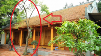 Các cụ dặn: '5 loại cây trồng trong dương trạch, nghèo khó cả 5 đời', con cháu phải biết mà tránh