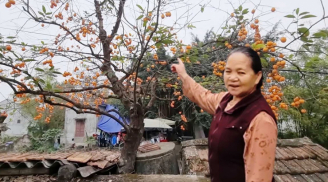 Nghèo cũng đừng chặt 3 cây này, con cháu về sau hưởng đại phúc, đó là cây nào?