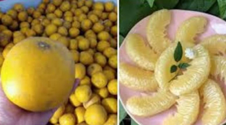 Bảo quản bưởi chỉ cần bôi thứ này vào cuống, để càng lâu càng ngon ngọt, mọng nước