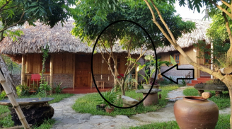 Tổ tiên dặn: 5 loại cây vào nhà ai nhà ấy nghèo, không tai họa liên miên cũng nợ nần chồng chất'