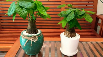 Tết đến xuân về, trồng 3 loại cây này trong nhà ắt vượng tài vượng lộc, tiền về như thác lũ
