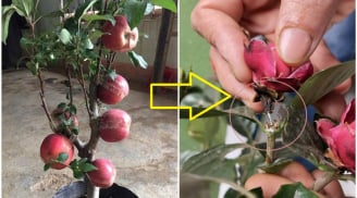 Sắm Tết thông minh cần tránh xa 7 loại cây cảnh này kẻo tiền mất tật mang, số 5 nhiều người thích