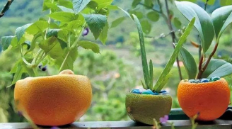 Cam thối hỏng đừng vội bỏ đi, bạn sẽ bất ngờ về công dụng chúng mang lại