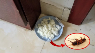 Cơm thừa đừng vội đổ, đem trộn với bột giặt đặt ở góc nhà, gián chạy đi hết