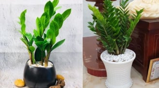 Sắm Tết thông minh nhớ mua thứ này đặt ở ban công hứng lộc trời cho, thu về nhiều tài lộc