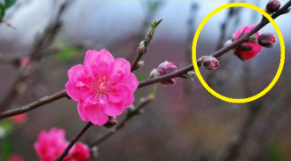 Mẹo chọn mua đào Tết, cành nào cũng nhiều lộc, hoa nở đúng vào dịp Tết
