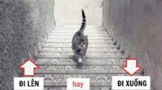 Trắc nghiệm: Con mèo đi lên hay đi xuống? Câu trả lời sẽ tiết lộ năng lực đặc biệt của bạn