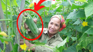 Mua dưa chuột người thích quả thẳng người lại muốn quả cong, người trồng nói: Có 1 điểm này là ngon nhất