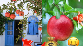 3 loại hoa ông bà trồng đời con cháu hưởng phước, càng để lâu càng tích tụ nhiều phúc lộc