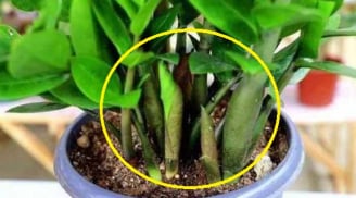 Cây kim tiền 'mê mệt' loại nước này: Tưới mỗi ngày cuối năm cây nở hoa, tiền bạc kéo về tiêu không hết