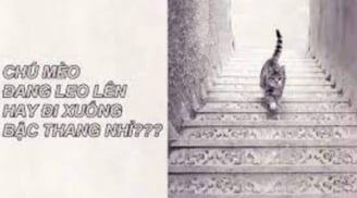 Trắc nghiệm: Con mèo đi lên hay đi xuống? Câu trả lời tiết lộ tính cách và khả năng đặc biệt của bạn