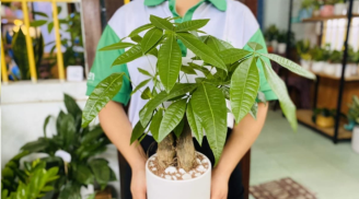 Các cụ nói: “Nghèo trồng cỏ, giàu trồng cây”, 6 loại cây hợp mệnh thần Tài, trồng vào nhà nào nhà đó có lộc