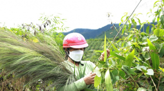 Mùa hái 'lộc' đem lại thu nhập khủng: Nghề lạ nổi tiếng Việt Nam, kiếm nửa triệu đồng mỗi ngày
