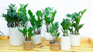 Đặt cây kim tiền ở 5 vị trí này, tiền vào như nước, no đủ quanh năm