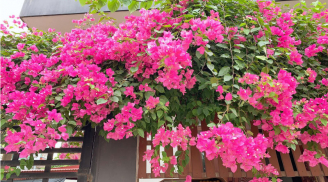Hoa giấy thích 'ăn' 4 món này vô cùng, cứ vùi vào gốc là hoa nở rực rỡ quanh năm, ngắm mãi không chán