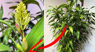 5 cây cảnh trong nhà bỗng nhiên nở hoa, chứng tỏ sắp có 'điềm', gia chủ cần chuẩn bị
