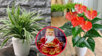 Tổ Tiên dặn kỹ: 'Trước cửa có 5 bông hoa, không giàu cũng có của ăn của để', đó là loại hoa nào?
