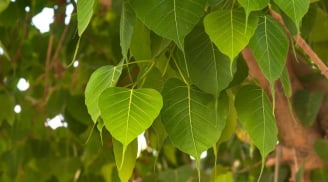 Thầy phong thủy nói: 4 cây trồng trước nhà ốm đau, lụi bại, trồng sau nhà trấn giữ của cải