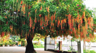 Tổ Tiên dặn dò: 5 loại cây trồng trước nhà nghèo không ngóc lên được, trồng sau nhà giàu sang phú quý ba đời