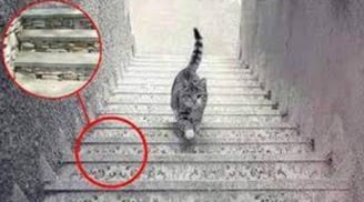 Trắc nghiệm: Con mèo đi lên hay đi xuống? Câu trả lời sẽ tiết lộ năng lực đặc biệt và tương lai của bạn