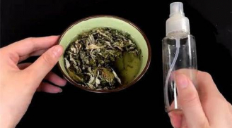 Chỉ cần đúng 1 nắm lá đặt trong phòng, cả đêm không nhìn thấy con muỗi nào, cả nhà yên tâm mà ngủ