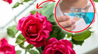 Đổ nước lã cắm hoa sai bét: Thêm thứ này vào bình, hoa tươi roi rói, thơm mấy tuần liền