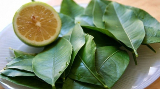 Loại lá ở nước ngoài bán 6 triệu/kg, ở Việt Nam ra vườn là có, làm mát gan cực tốt