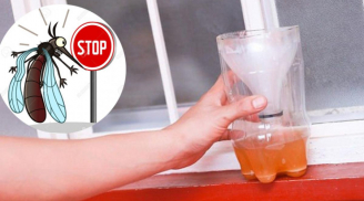 Đặt bát nước này trong phòng, muỗi khiếp sợ không dám vo ve đến gần