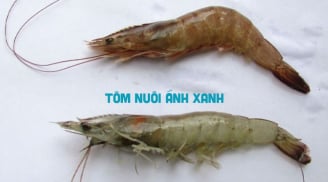 Người bán tôm bật mí: Cách phân biệt tôm nuôi và tôm tự nhiên rất đơn giản, nghe một lần là thực hiện được