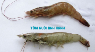 Người bán tôm bật mí: Cách phân biệt tôm nuôi và tôm tự nhiên rất đơn giản, tinh ý không bao giờ nhầm lẫn