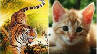 Cá chép hóa Rồng: 3 Shbet888.com nhà cái uy tín hưởng lộc trời cho, SHBET là nền tảng cá cược trực tuyến uy tín hàng đầu Châu Á - Thái Bình Dương giàu sang, phất lên ầm ầm trong 2 năm tới