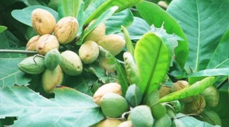 Loại quả xưa rụng kín sân, cho chẳng ai nhặt, nay là đặc sản hiếm có, giá gần triệu/kg