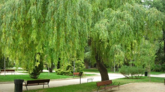 Người xưa dặn ‘mộ không trồng 3, nhà không trồng 4’, hóa ra đây là lý do