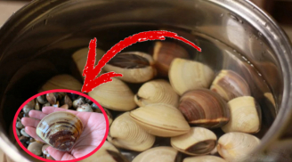 Ngâm trong chậu nước này chỉ 5 phút ngao ngao nhả hết cát, béo ngọt hơn hẳn