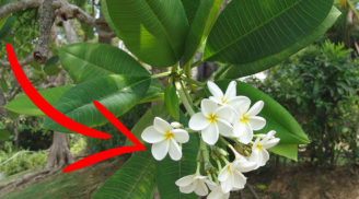 Ông bà ta bảo: “mộ không trồng 3, nhà không trồng 4”, gồm những cây nào?